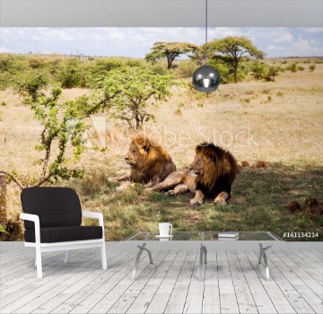 Bild på Male lions resting in savannah at africa